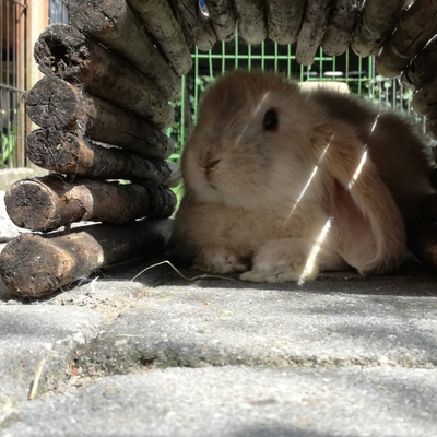 konijntje in schaduw